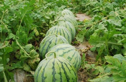 大瓜爆料视频绿瓜,大瓜爆料视频背后的真相与内幕